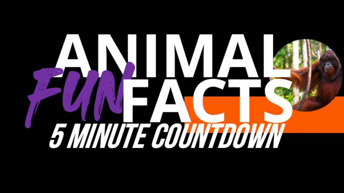 Five-Minute Animal Fun Fact Countdown image number null
